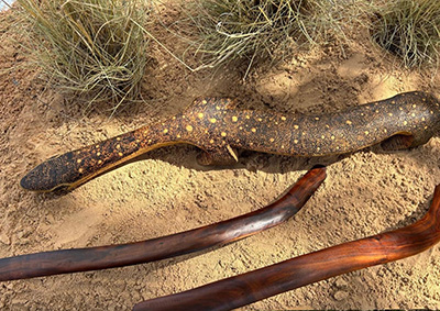 Travis harbour tracking perentie